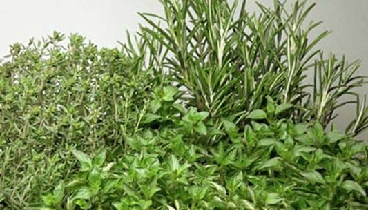 WackyRacersPinballembassyopen2026color herbs