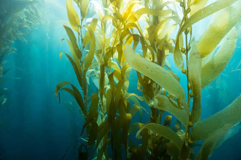SEAWEED