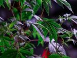 hemp hemp