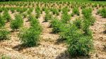 hemp hemp