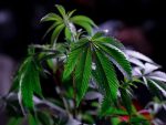 hemp hemp