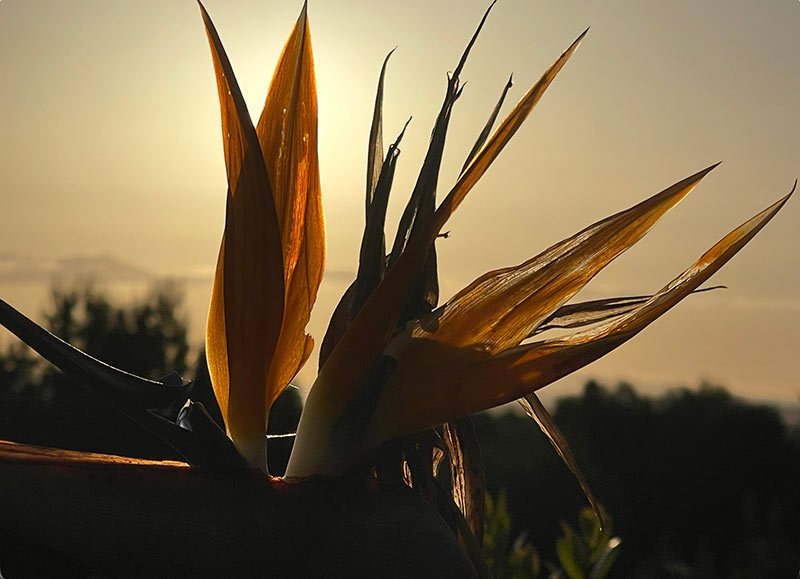 flower flower