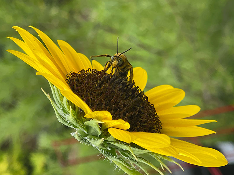sunflower sunflower